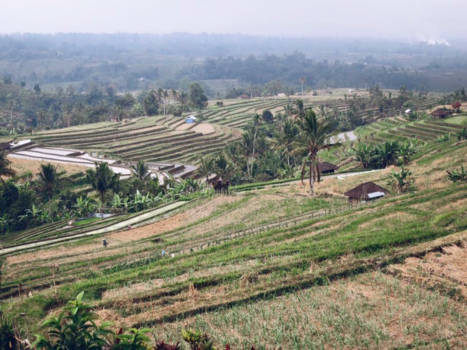 Bali - Rijstvelden