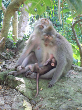 Ubud - Siësta in het heilige apenbos