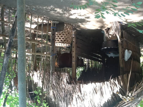 Bali - Koeienstal aan zee in Teja Kula . Noord Bali.