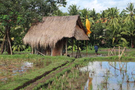 Bali - Rijstvelden in Ubud