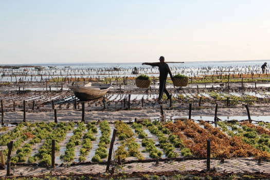 Bali - De zeewierplantages worden zichtbaar bij eb, Blue lagen bij Nusa Lembongan