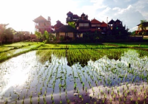 Bali - Rijstveld in Ubud