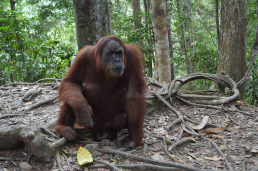 Gunung Leuser National Park - Orang Oetang Mina