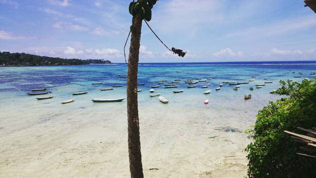 Nusa Lembongan - Seaweed farm