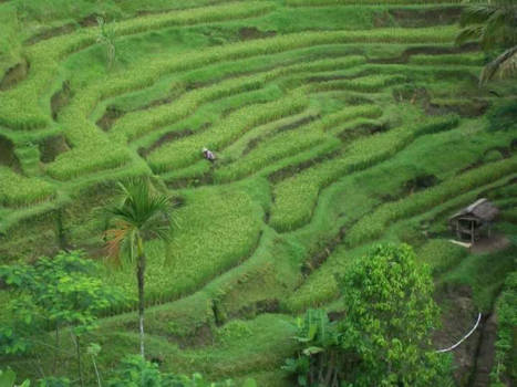Ubud - Rijstplukker in Ubud, Bali