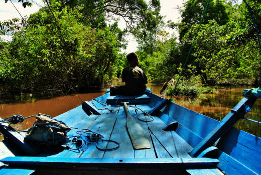 Kalimantan - Spotting orang utans with the locals..