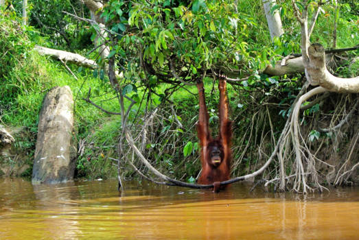 Kalimantan - Orang utan stretching out with a mango in his mouth :-)
