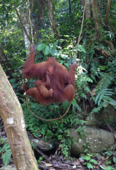 Gunung Leuser National Park - love and freedom
