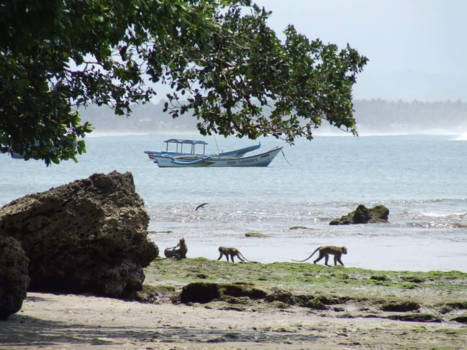 Java - Genieten op het strand van Pangandaran!
