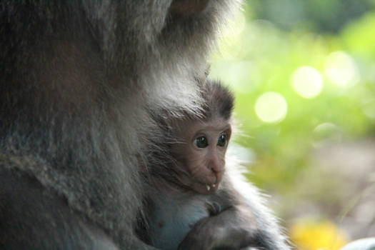 Ubud - Baby makaak in monkey forest