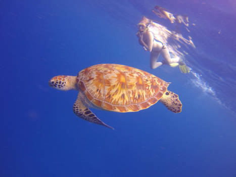 Gili-eilanden - Turtle Love