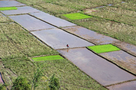 Flores - Little man on the platground, spider web rice fields
