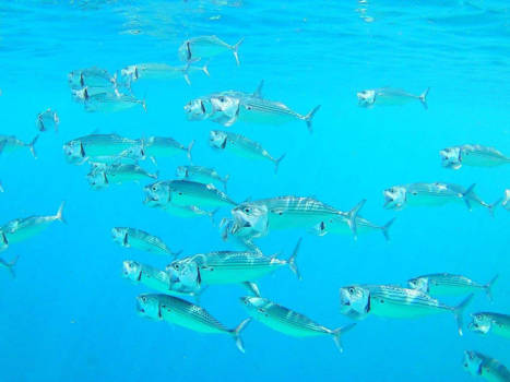 Bali - Funny fish in Amed - Bali