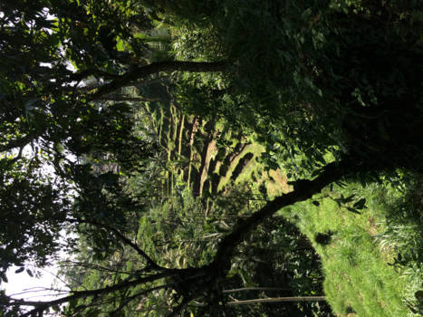 Ubud - Green is the prime color of the world, and that from which its loveliness arises.