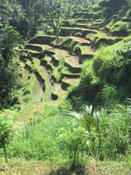 Bali - Rijstvelden nabij Ubud