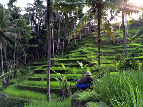Bali - Tegalalang Rice Terrace
