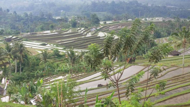 Bali - De rijstvelden, staan op werelderfgoed goed lijst