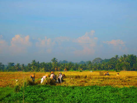 Bali - Rijstveld Pancasari
