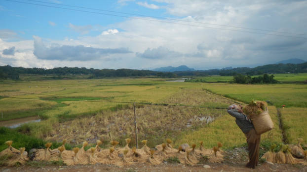 Tana Toraja - Tana Toraja