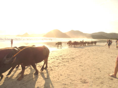 Lombok - Koeien op het strand op Lombok