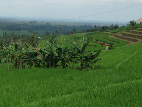 Bali - Rijstvelden Bali