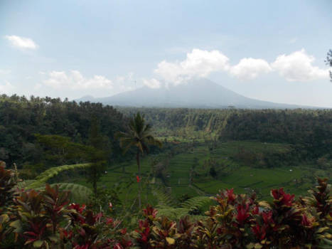 Jatiluwih rijstvelden - Heerlijk wegdromen bij de prachtige Jatiluwih rijstvelden