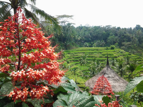 Bali - Rijstvelden