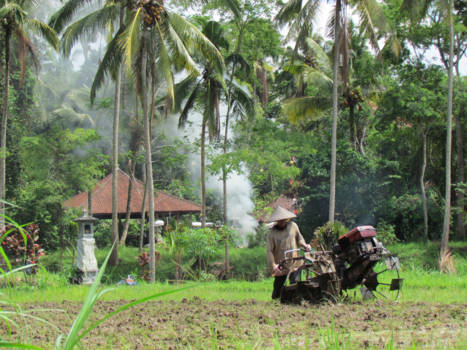 Bali - Rijst verbouwen