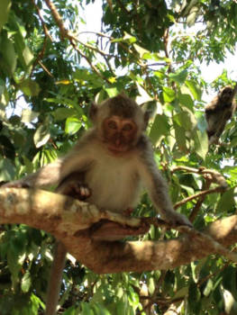 Bali - Bekeken worden door aapje in monkey forest