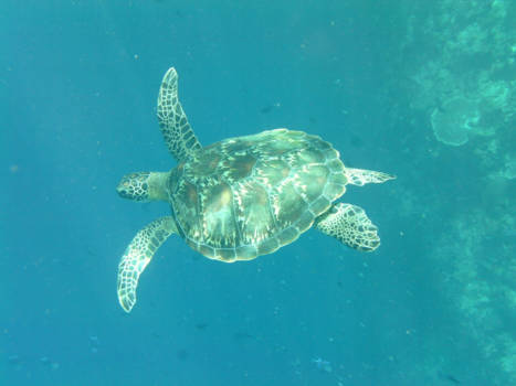 Bunaken National Park - Al snorkelend kom je dit "wonder"tegen