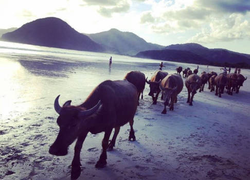 Lombok - Who let the cows out?