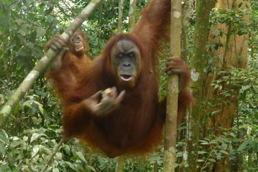 Sumatra - close encounter met Mina en jong tijdens een jungle-trek