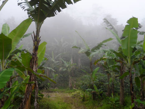Java - Bananenbomen in de mist