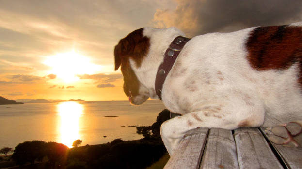 Flores - Doggie sunset!