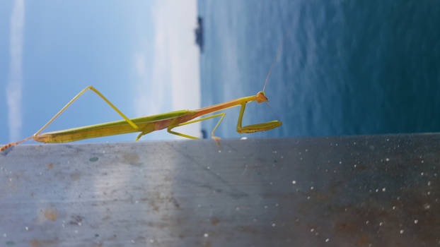 Bali - Verstekeling naar Bali.