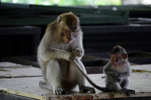 Ubud - Ubud Monkey Forrest