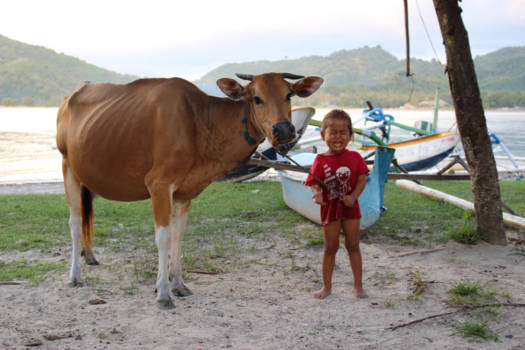 Lombok - Who let the cows out?
