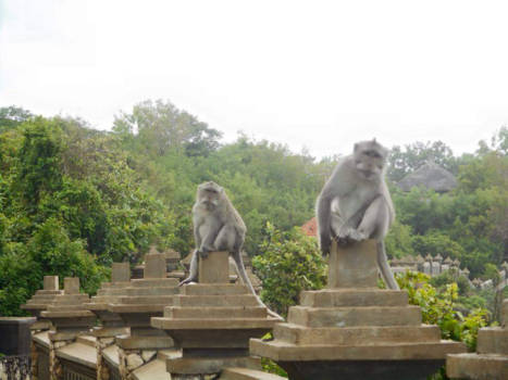Pura Luhur Uluwatu - Makaken houden de wacht @Uluwatu tempel Bali