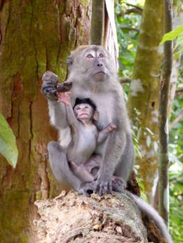 Gunung Leuser National Park - Moeder en baby makaken beautiful!