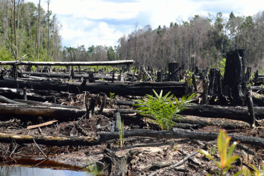 Kalimantan - Bij deze foto sprongen de tranen in mijn ogen. Afgebrand voor palmolie :-(