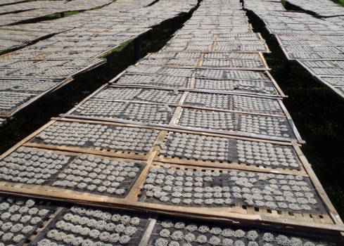 Java - Kroepoek die ligt te drogen in de zon