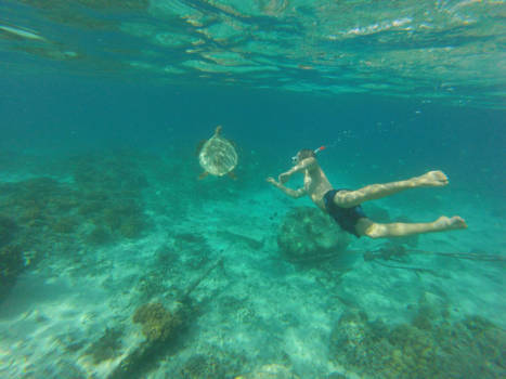 Gili-eilanden - Turtle