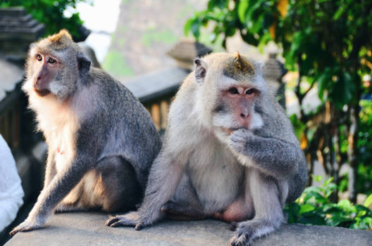 Bali - Special features include flaunting stylish mohawks and consuming heaps of bananas!