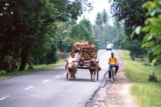 Bali - Bali: Karbouwenkar volgeladen met klappers.