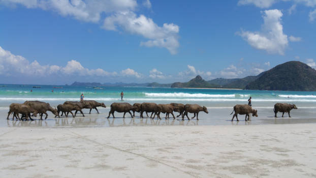 Lombok - Karbouw  lopen over de strand