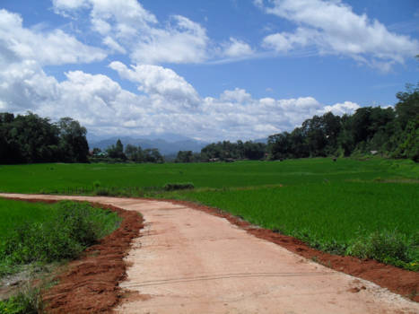 Sulawesi - Rijstvelden