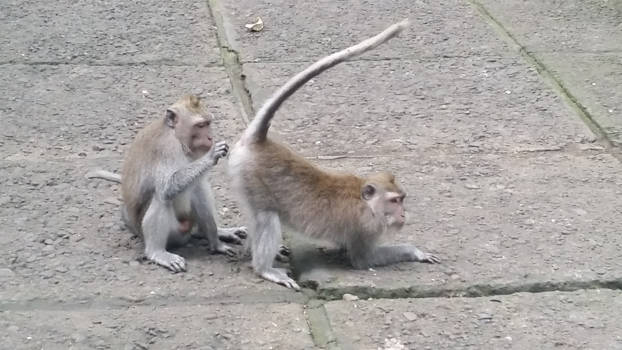 Monkey Forest - Kun je er goed bij?