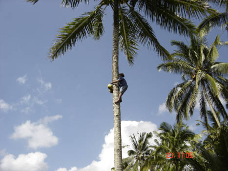 Bali - Behendigheid,