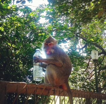 Bali - Little bastard stole my water bottle