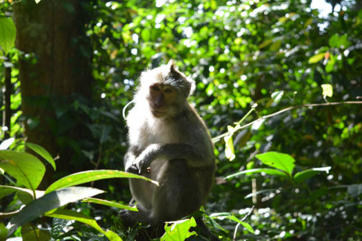 Bali - Monkey Forest